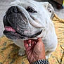 animal, blanket, canine, carpet, close_up, cute, dog, domestic, english_bulldog, face, friendly, fur, hand, home, indoor, pet, ring, scratching, tongue_out, watch