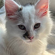 Kj Hensley is registered to the contest to win money with this photo: kitten, cat, white_fur, close_up, cute, pet, animal, whiskers, ears, face, eyes, fur, sleepy, domestic_cat, young, fluffy, mammal, indoor, soft_light, portrait