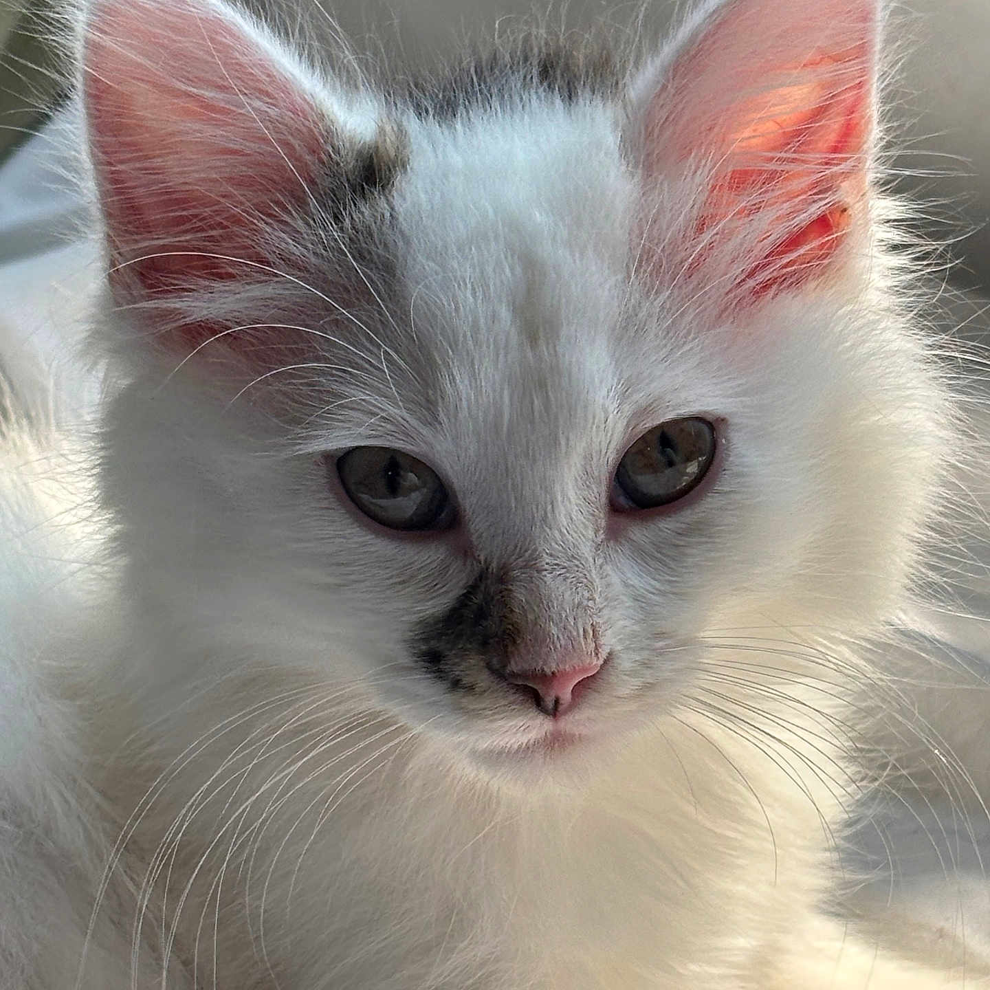 Kj Hensley is registered to the contest to win money with this photo: animal, cat, close_up, cute, domestic_cat, ears, eyes, face, fluffy, fur, indoor, kitten, mammal, pet, portrait, sleepy, soft_light, whiskers, white_fur, young