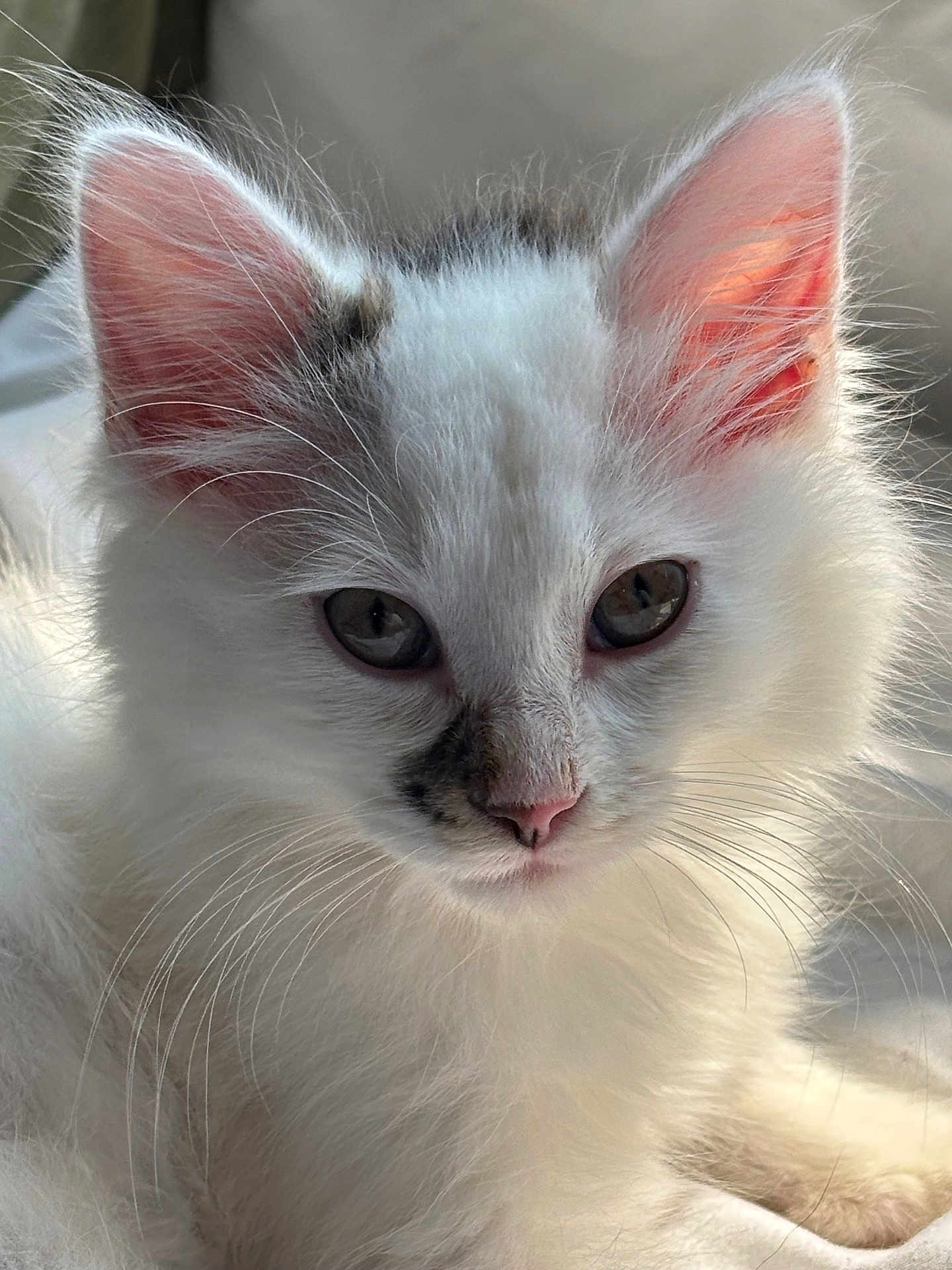 Kj Hensley is registered to the contest to win money with this photo: kitten, cat, white_fur, close_up, cute, pet, animal, whiskers, ears, face, eyes, fur, sleepy, domestic_cat, young, fluffy, mammal, indoor, soft_light, portrait