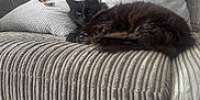 Fluffy is registered to the contest to win money with this photo: cat, black_cat, couch, pillow, indoor, pet, relaxed, feline, fur, resting, cozy, home, animal, mammal, domestic, sleepy, texture, soft, living_room, comfort