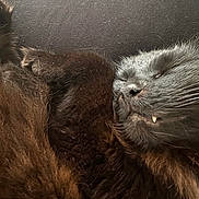 Fluffy joined the competition — help win amazing prizes! cat, black_cat, sleeping, fur, whiskers, fang, closeup, pet, animal, cozy, rest, cute, nap, indoor, feline, soft, relaxation, face, portrait, peaceful