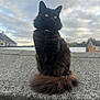 cat, black_cat, fluffy, yellow_eyes, sitting, tail, outdoor, rooftop, sky, cloudy, feline, pet, collar, fur, animal, domestic, nature, alert, portrait, daylight
