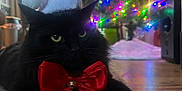 Fluffy is registered to the contest to win money with this photo: black_cat, carpet, cat, celebration, christmas, christmas_tree, feline, festive, holiday_decoration, holiday_lighting, holiday_spirit, home, indoor, ornaments, pet, red_bow, relaxed, santa_hat, winter, yellow_eyes