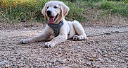 Baloo participe au concours pour gagner de l'argent avec cette photo : animal, canine, collar, dog, golden_retriever, grass, gravel, happy, lying_down, mammal, nature, outdoor, pet, playful, puppy, resting, summer, sunlight, tongue_out, young