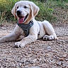 Baloo participe au concours pour gagner de l'argent avec cette photo : dog, puppy, golden_retriever, outdoor, grass, gravel, animal, pet, happy, lying_down, nature, canine, tongue_out, young, mammal, collar, playful, summer, sunlight, resting