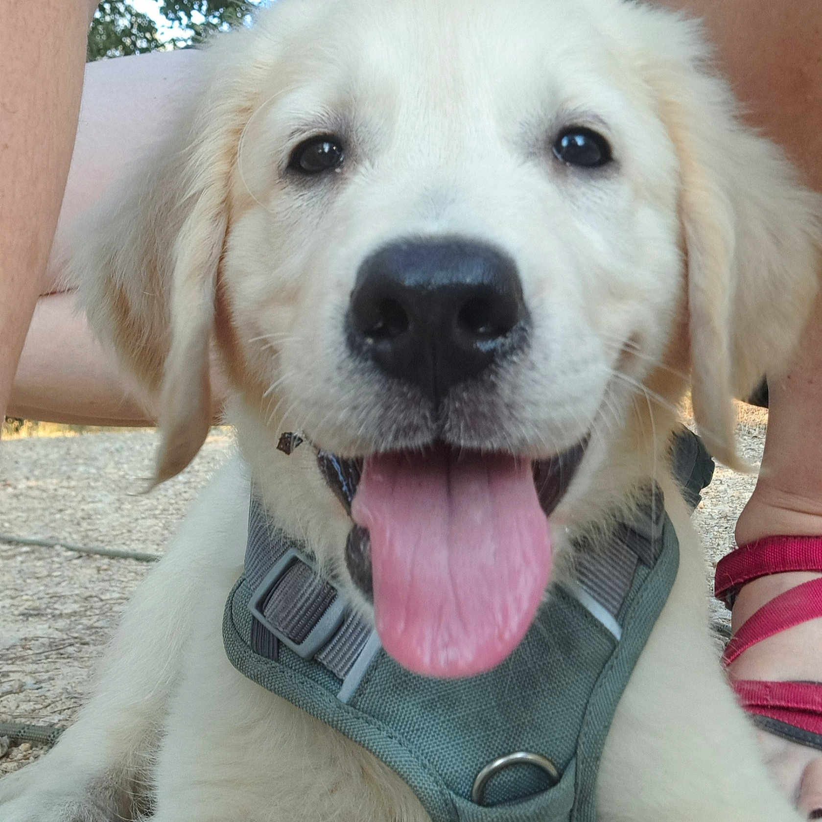 Baloo