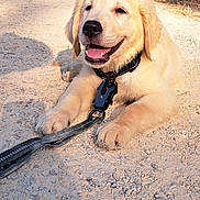 Baloo a rejoint le concours — aidez-le/la à gagner de superbes lots ! dog, puppy, golden_retriever, leash, outdoor, path, gravel, sunlight, trees, fence, nature, smiling, pet, animal, lying_down, daytime, happy, canine, young, playful