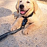 dog, puppy, golden_retriever, leash, outdoor, path, gravel, sunlight, trees, fence, nature, smiling, pet, animal, lying_down, daytime, happy, canine, young, playful