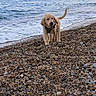 dog, puppy, golden_retriever, beach, pebbles, ocean, water, waves, outdoor, nature, animal, pet, canine, sky, coast, shore, young_dog, walking, happy, tail