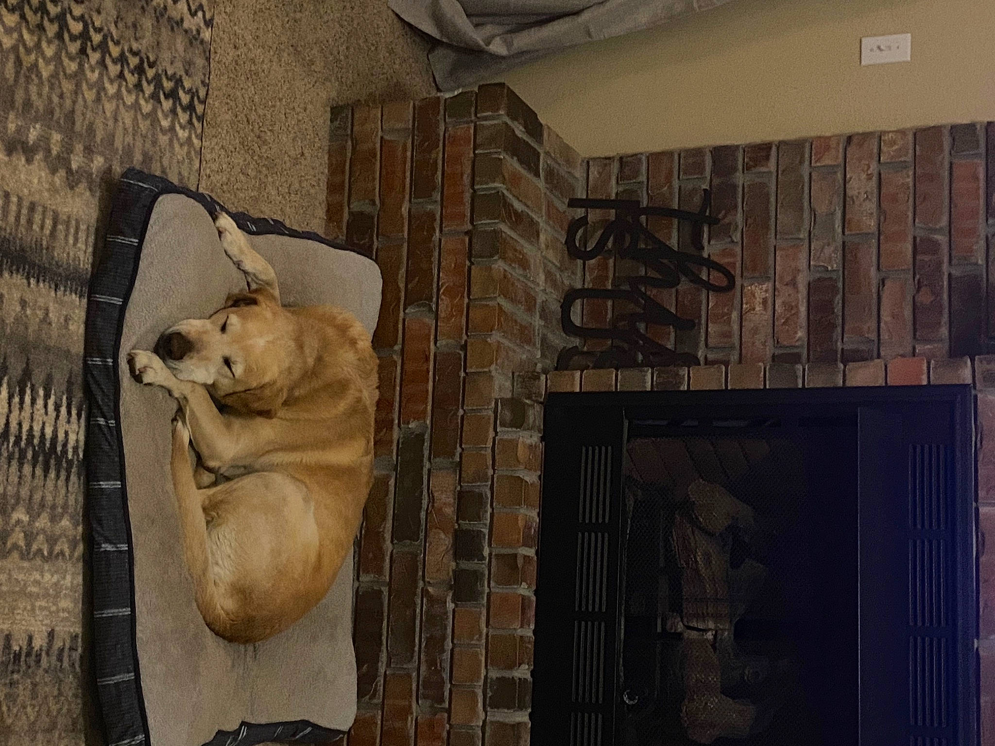 Drake joined the competition — help win amazing prizes! art, brick, building, carnivore, companion_dog, dog, dog_breed, door, facade, fawn, flooring, gas, hardwood, hearth, house, sculpture, snout, window, wood, working_animal