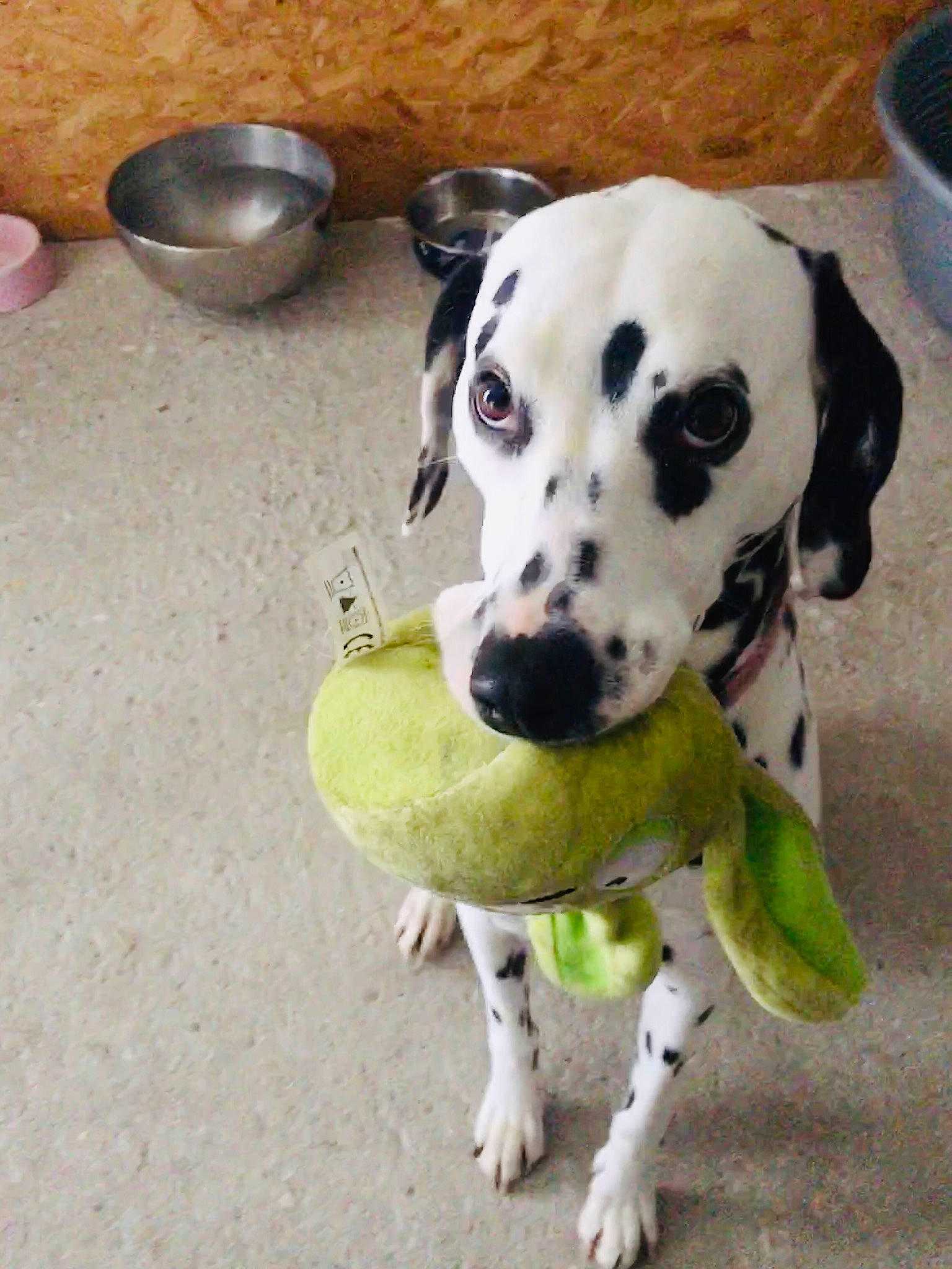 Laïca participe au concours pour gagner de l'argent avec cette photo : canidae, carnivore, companion_dog, dalmatian, dog, dog_breed, mammal, non_sporting_group, pointer, snout, sporting_group