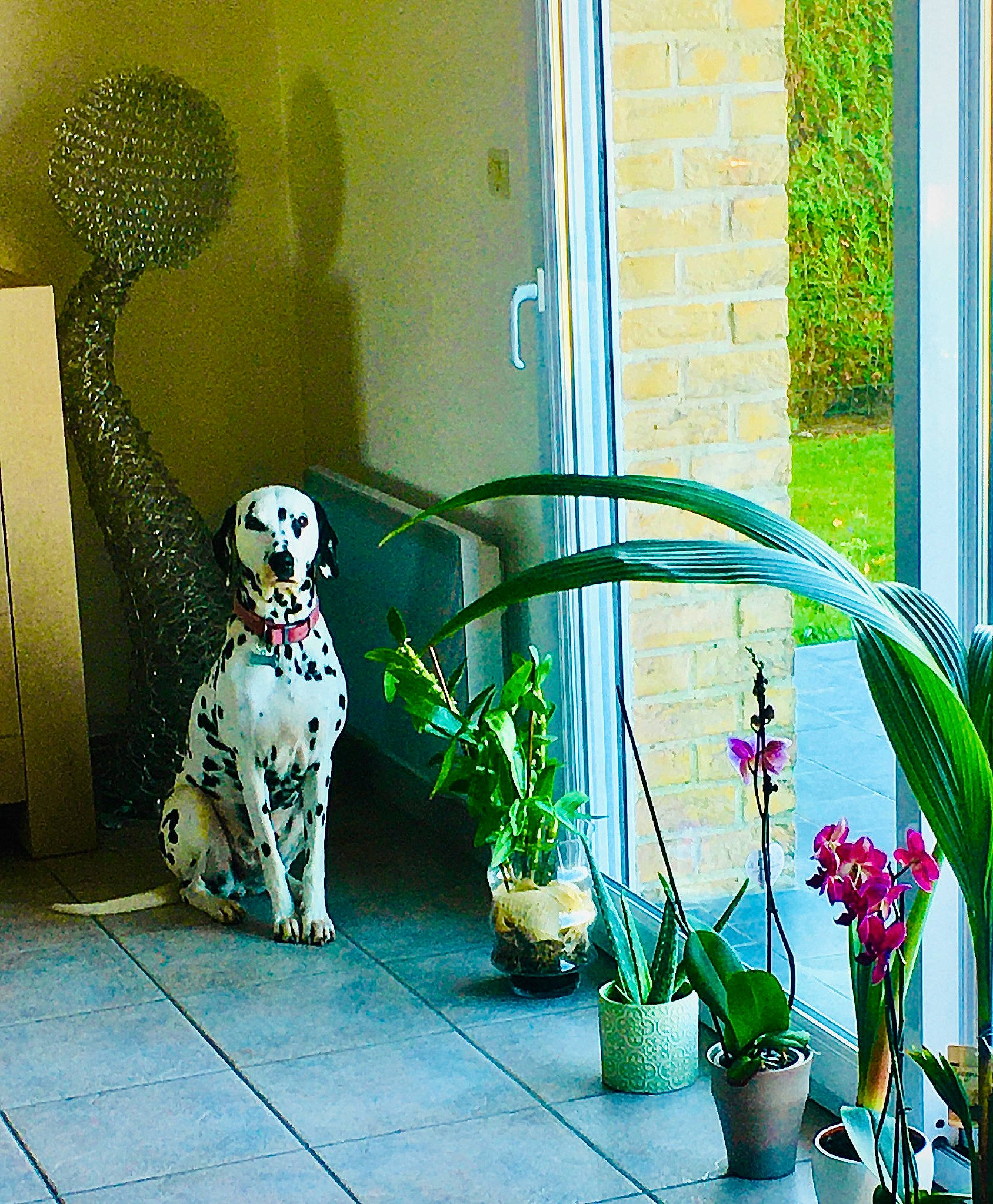 Laïca a rejoint le concours — aidez-le/la à gagner de superbes lots ! canidae, carnivore, companion_dog, dalmatian, dog, door, flower, flowerpot, grass, great_dane, green, home, houseplant, interior_design, iron, non_sporting_group, plant, porch, window, yard