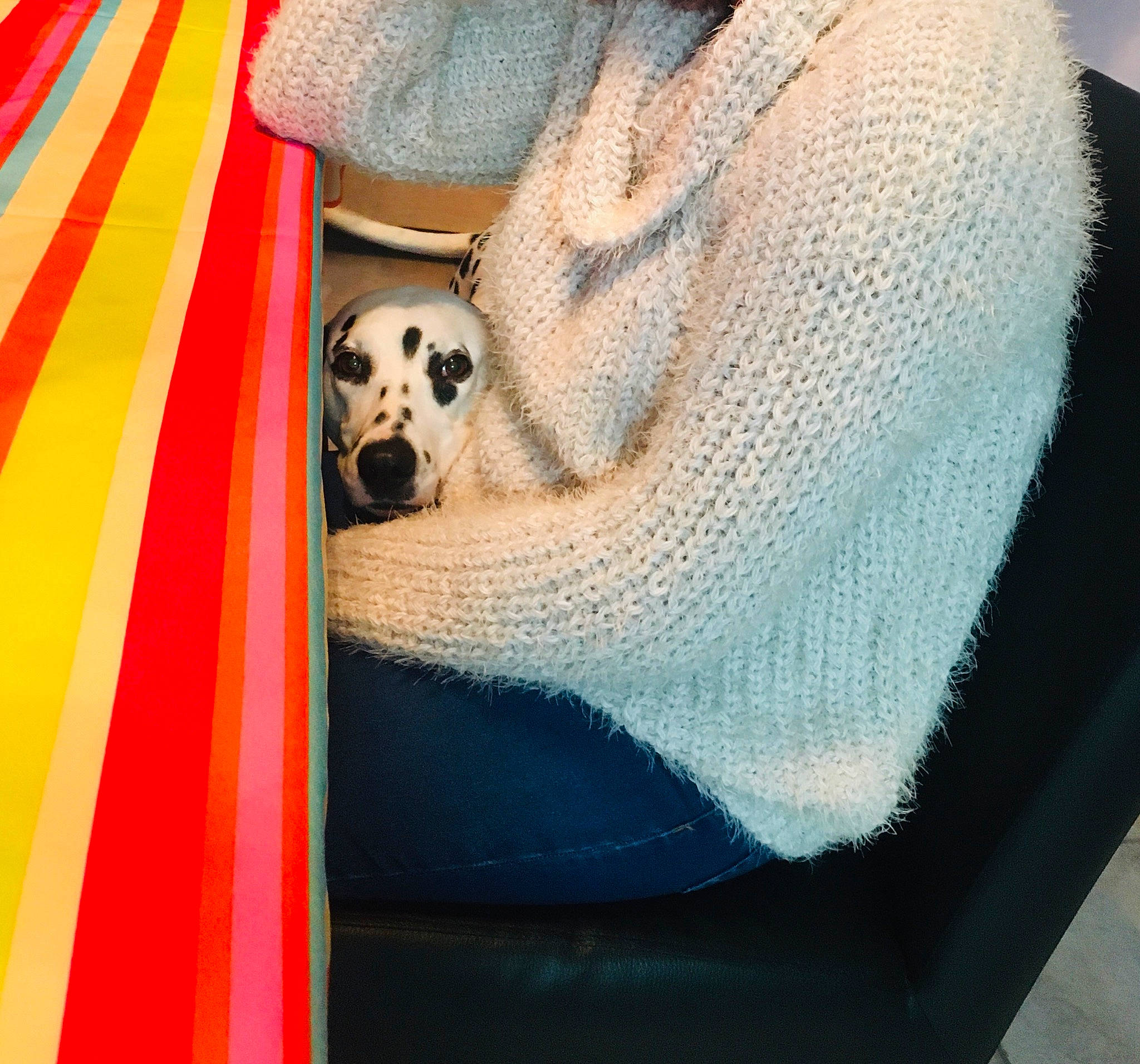 Laïca a rejoint le concours — aidez-le/la à gagner de superbes lots ! blanket, canidae, carnivore, companion_dog, crochet, fawn, linens, outerwear, pattern, textile