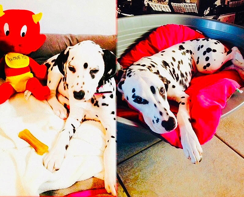 Laïca a rejoint le concours — aidez-le/la à gagner de superbes lots ! canidae, carnivore, companion_dog, dalmatian, dog, dog_breed, non_sporting_group, puppy, puppy_love, sporting_group