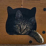 Freddy is registered to the contest to win money with this photo: animal, cat, cat_shaped_hole, closeup, cozy, curious, cute, eyes, feline, fur, home, indoor, paw, pet, relaxed, resting, shelter, tabby, whiskers, wooden_box