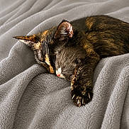 Mollie And Marley is registered to the contest to win money with this photo: animal, blanket, cat, claws, closeup, comfy, cozy, cute, domestic, feline, fur, indoor, mammal, paw, pet, relaxed, resting, sleeping, soft_texture, tortoiseshell_cat
