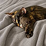 animal, blanket, cat, claws, closeup, comfy, cozy, cute, domestic, feline, fur, indoor, mammal, paw, pet, relaxed, resting, sleeping, soft_texture, tortoiseshell_cat