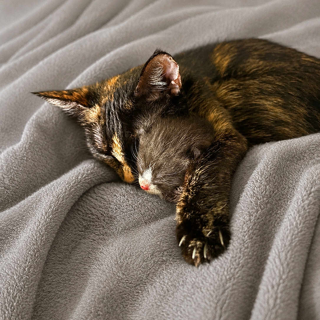 Mollie And Marley is registered to the contest to win money with this photo: animal, blanket, cat, claws, closeup, comfy, cozy, cute, domestic, feline, fur, indoor, mammal, paw, pet, relaxed, resting, sleeping, soft_texture, tortoiseshell_cat
