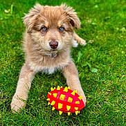 Lucky participe au concours pour gagner de l'argent avec cette photo : adorable, animal, blue_eyes, companion, cute, dog, fur, grass, green, lying_down, nature, outdoor, pet, playful, puppy, red_toy, spiky_toy, toy, yellow_toy, young_dog