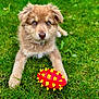 adorable, animal, blue_eyes, companion, cute, dog, fur, grass, green, lying_down, nature, outdoor, pet, playful, puppy, red_toy, spiky_toy, toy, yellow_toy, young_dog