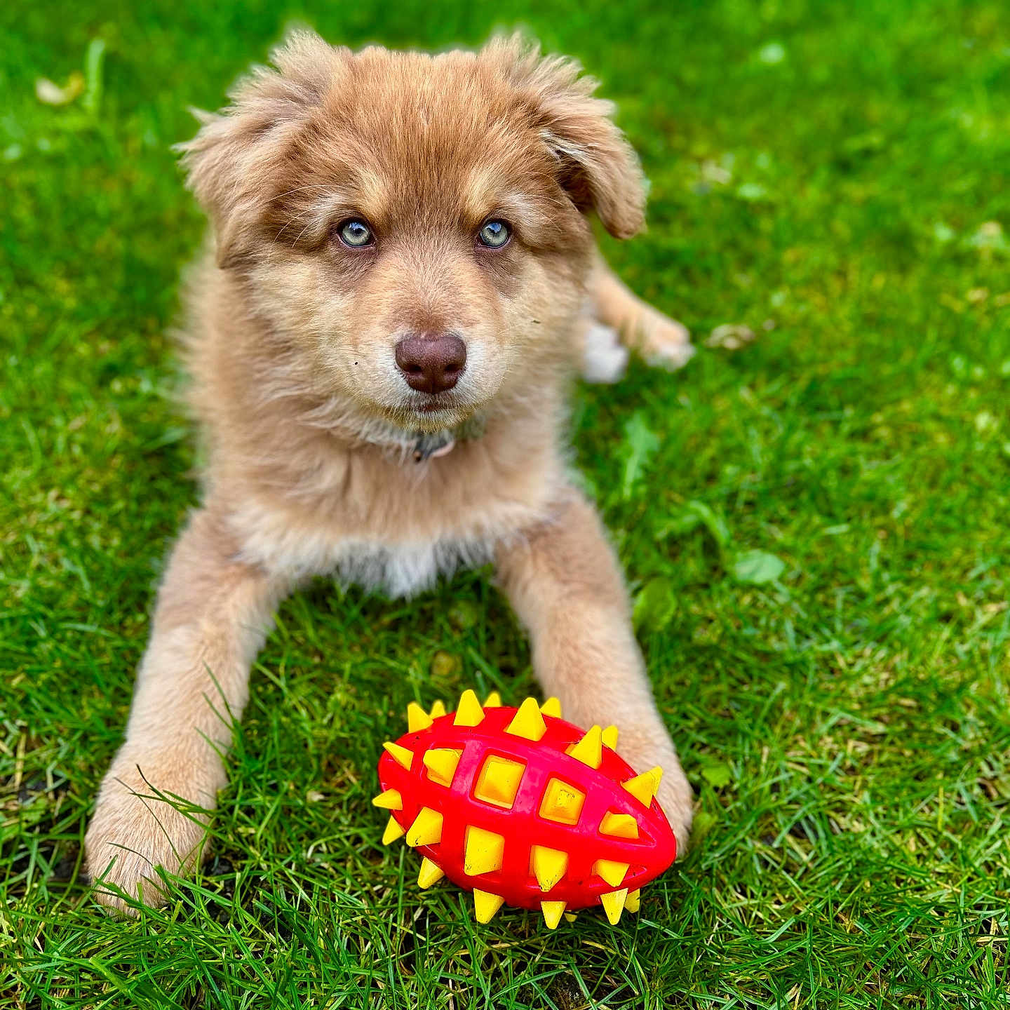Lucky participe au concours pour gagner de l'argent avec cette photo : adorable, animal, blue_eyes, companion, cute, dog, fur, grass, green, lying_down, nature, outdoor, pet, playful, puppy, red_toy, spiky_toy, toy, yellow_toy, young_dog