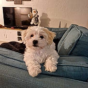 Mya a rejoint le concours — aidez-le/la à gagner de superbes lots ! puppy, dog, couch, living_room, furniture, pet, indoor, fluffy, white_dog, decor, television, wall_art, santa_decoration, cozy, curious, relaxing, home, cute, animal, portrait