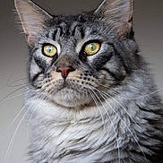 Phénix participe au concours pour gagner de l'argent avec cette photo : cat, tabby, grey_fur, yellow_eyes, whiskers, close_up, fluffy, pet, feline, portrait, animal, indoor, looking_away, soft_fur, ears, face, muzzle, alert, mammal, domestic_animal