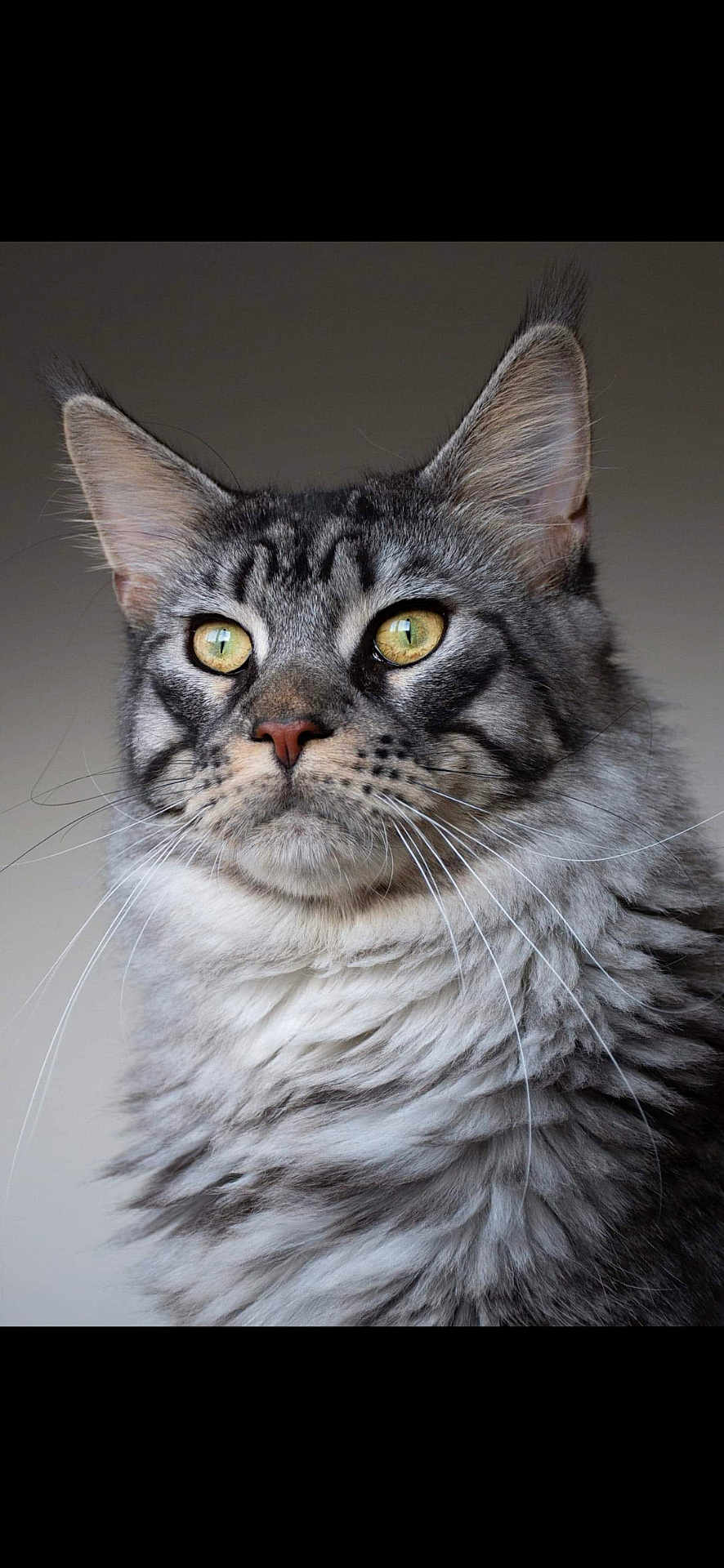 Phénix participe au concours pour gagner de l'argent avec cette photo : cat, tabby, grey_fur, yellow_eyes, whiskers, close_up, fluffy, pet, feline, portrait, animal, indoor, looking_away, soft_fur, ears, face, muzzle, alert, mammal, domestic_animal