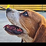 dog, beagle, close_up, side_profile, tongue_out, mouth_open, brown_fur, white_fur, whiskers, outdoor, daylight, happy, looking_up, pet, animal, canine, ears, snout, fur_texture, background_blur