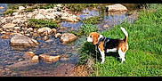 Rush a rejoint le concours — aidez-le/la à gagner de superbes lots ! animal, beagle, canine, curious, daylight, dog, grass, greenery, landscape, leash, nature, outdoor, pet, riverbank, rocks, scenic, standing, stream, sunlight, water