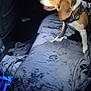 dog, beagle, car_interior, seat, blanket, pet, animal, sunlight, shadow, harness, curious, alert, indoor, transportation, vehicle, fur, ears, side_view, resting_place, domestic_animal