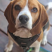 Rush a rejoint le concours — aidez-le/la à gagner de superbes lots ! dog, beagle, pet, close_up, brown, white, leash, harness, wooden_floor, outdoor, cute, canine, animal, portrait, looking_up, ears, nose, fur, friendly, domestic