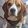 dog, beagle, pet, close_up, brown, white, leash, harness, wooden_floor, outdoor, cute, canine, animal, portrait, looking_up, ears, nose, fur, friendly, domestic