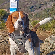 Rush is registered to the contest to win money with this photo: adventure, animal, beagle, blue_sky, canine, daylight, dog, ears, fur, harness, landscape, mountains, nature, outdoor, pet, rocky_terrain, scenic, standing, sunny, tail