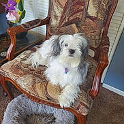 Bebop is registered to the contest to win money with this photo: dog, small_dog, white_fur, long_hair, armchair, upholstery, wooden_frame, vintage_chair, pet_bed, fluffy_bed, carpet, indoor, living_room, pet_tag, sitting, portrait, artificial_flowers, vase, cozy, relaxed