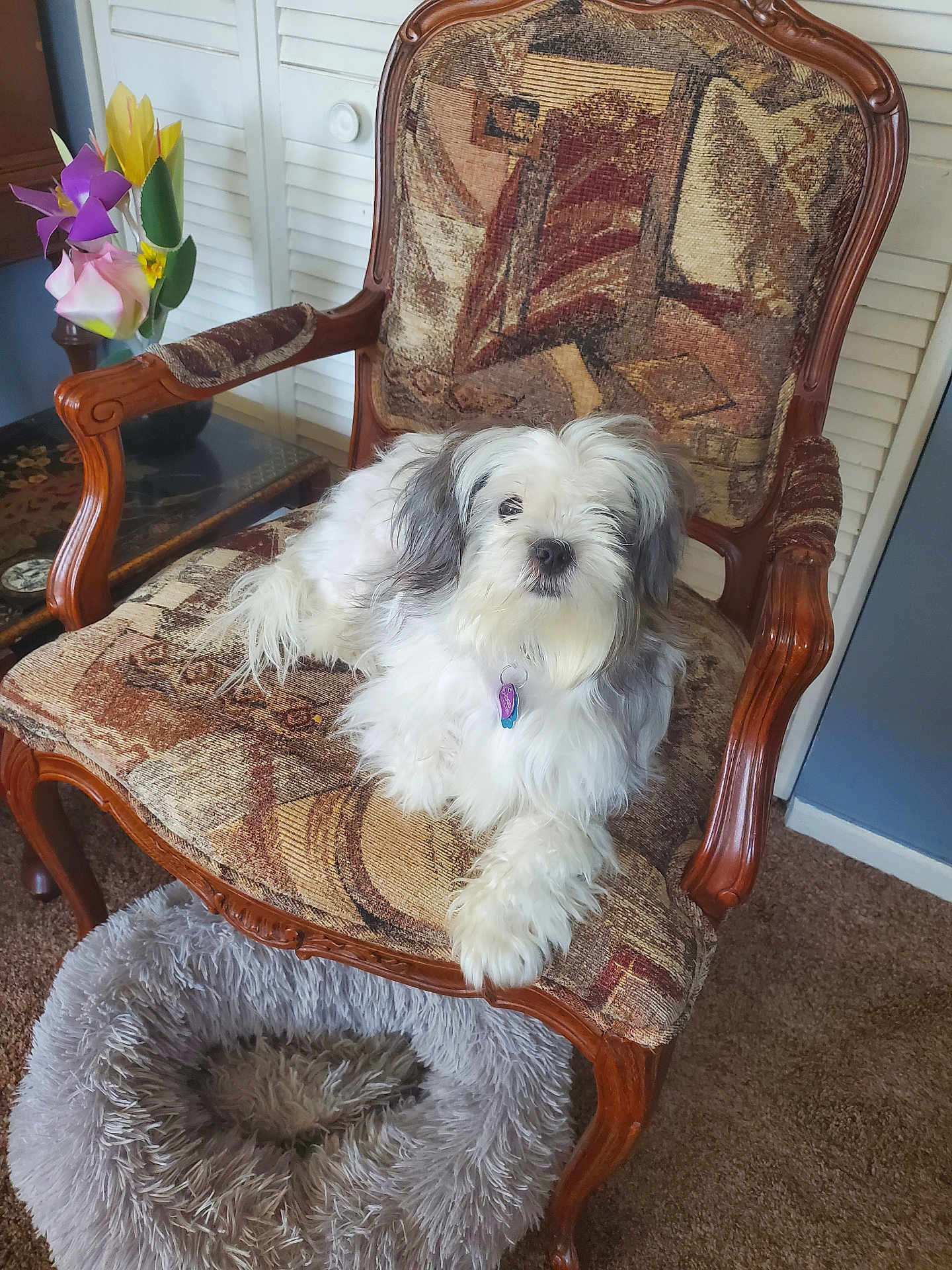 Bebop is registered to the contest to win money with this photo: dog, small_dog, white_fur, long_hair, armchair, upholstery, wooden_frame, vintage_chair, pet_bed, fluffy_bed, carpet, indoor, living_room, pet_tag, sitting, portrait, artificial_flowers, vase, cozy, relaxed