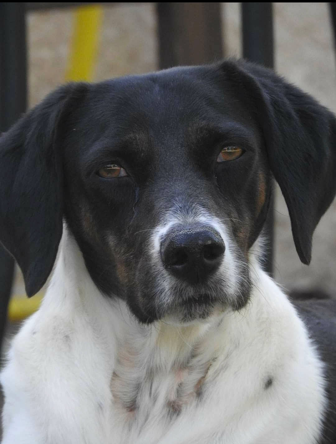 Carnia a rejoint le concours — aidez-le/la à gagner de superbes lots ! borador, braque_dauvergne, canidae, carnivore, collar, companion_dog, dog, dog_breed, fur, gun_dog, hunting_dog, puppy, snout, sporting_group, terrestrial_animal, whiskers, working_animal