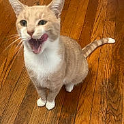 Milo joined the competition — help win amazing prizes! abyssinian, animal, bodypart, canine, cat, dog, hardwood, indoors, interiordesign, kitten, manx, mouth, person, pet, plywood, puppy, siamese, stainedwood, tongue, wood