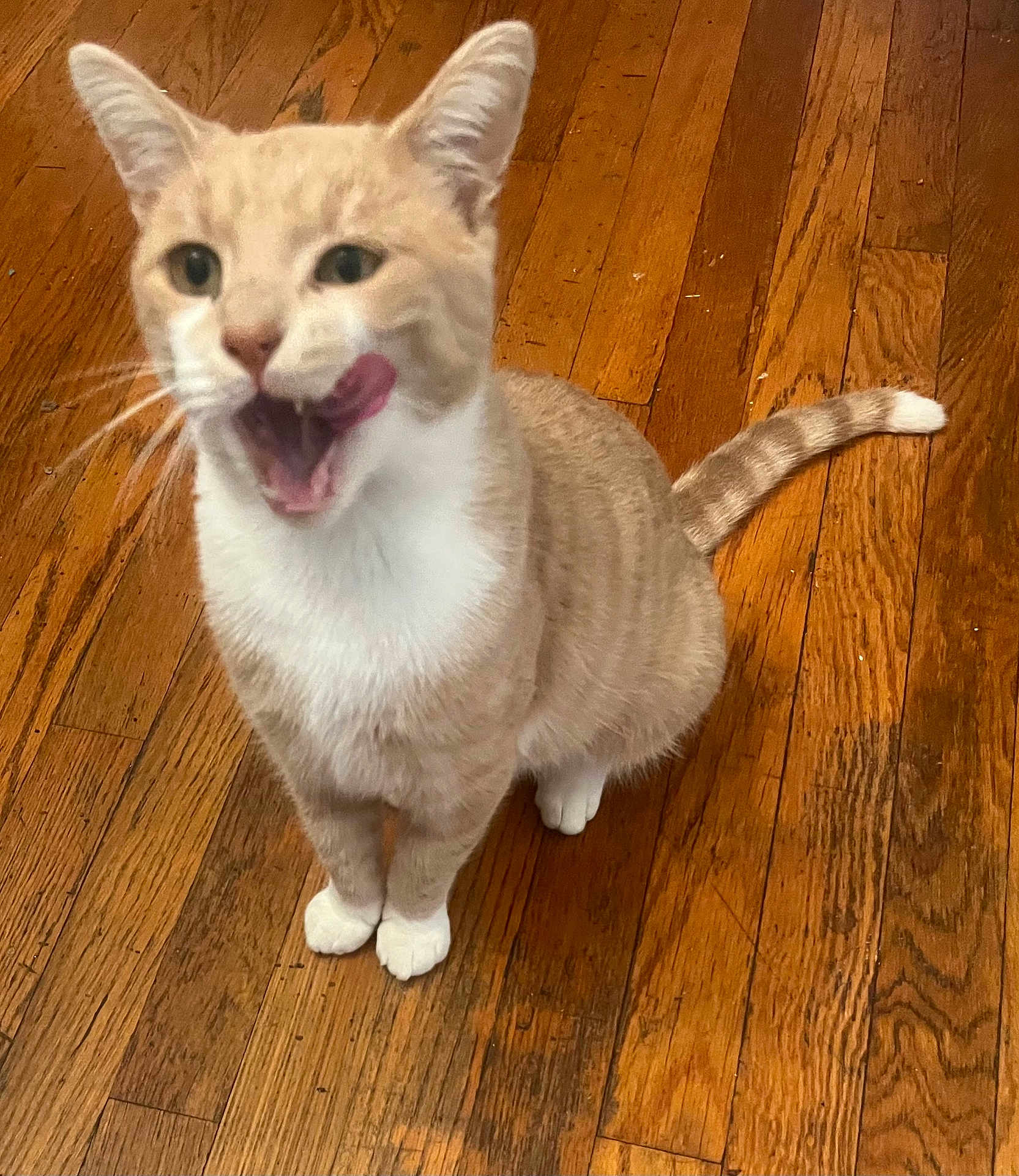 Milo