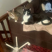 Ace And Oliver joined the competition — help win amazing prizes! cat, tabby_cat, black_and_white_cat, couch, furniture, indoor, pet, animal, wooden_railing, backpack, scratching_post, relaxing, looking_at_camera, two_animals, domestic, cozy, brown_couch, fabric, home, curious