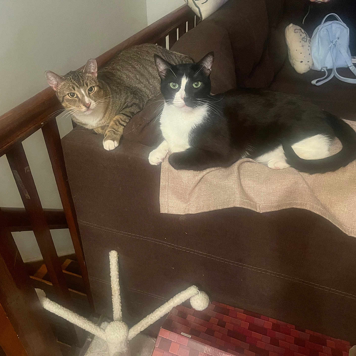Ace And Oliver joined the competition — help win amazing prizes! animal, backpack, black_and_white_cat, brown_couch, cat, couch, cozy, curious, domestic, fabric, furniture, home, indoor, looking_at_camera, pet, relaxing, scratching_post, tabby_cat, two_animals, wooden_railing