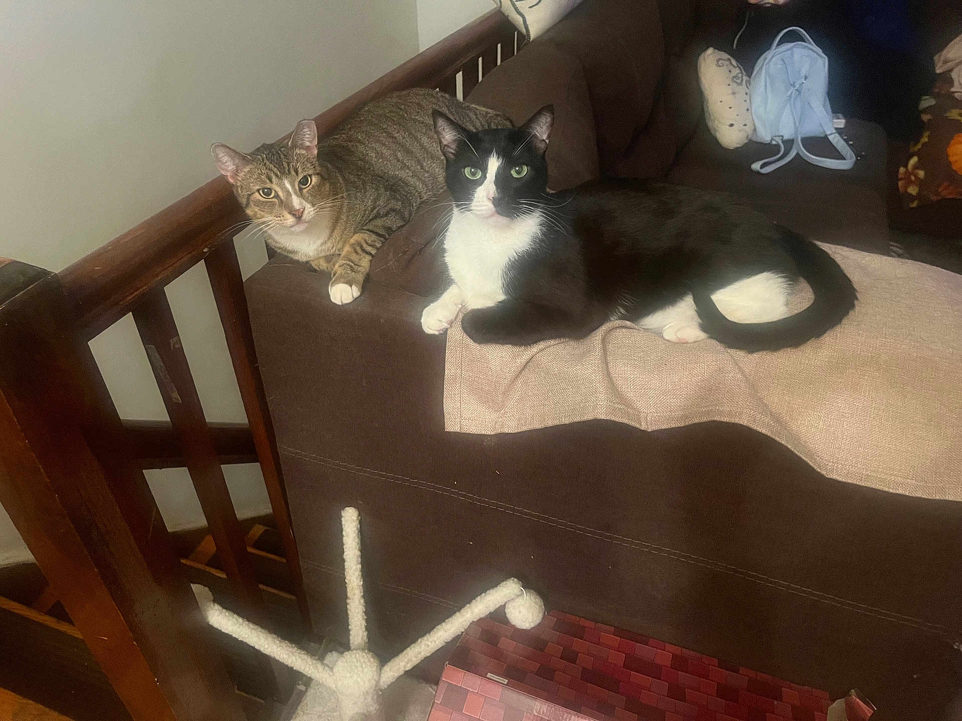 Ace And Oliver joined the competition — help win amazing prizes! cat, tabby_cat, black_and_white_cat, couch, furniture, indoor, pet, animal, wooden_railing, backpack, scratching_post, relaxing, looking_at_camera, two_animals, domestic, cozy, brown_couch, fabric, home, curious