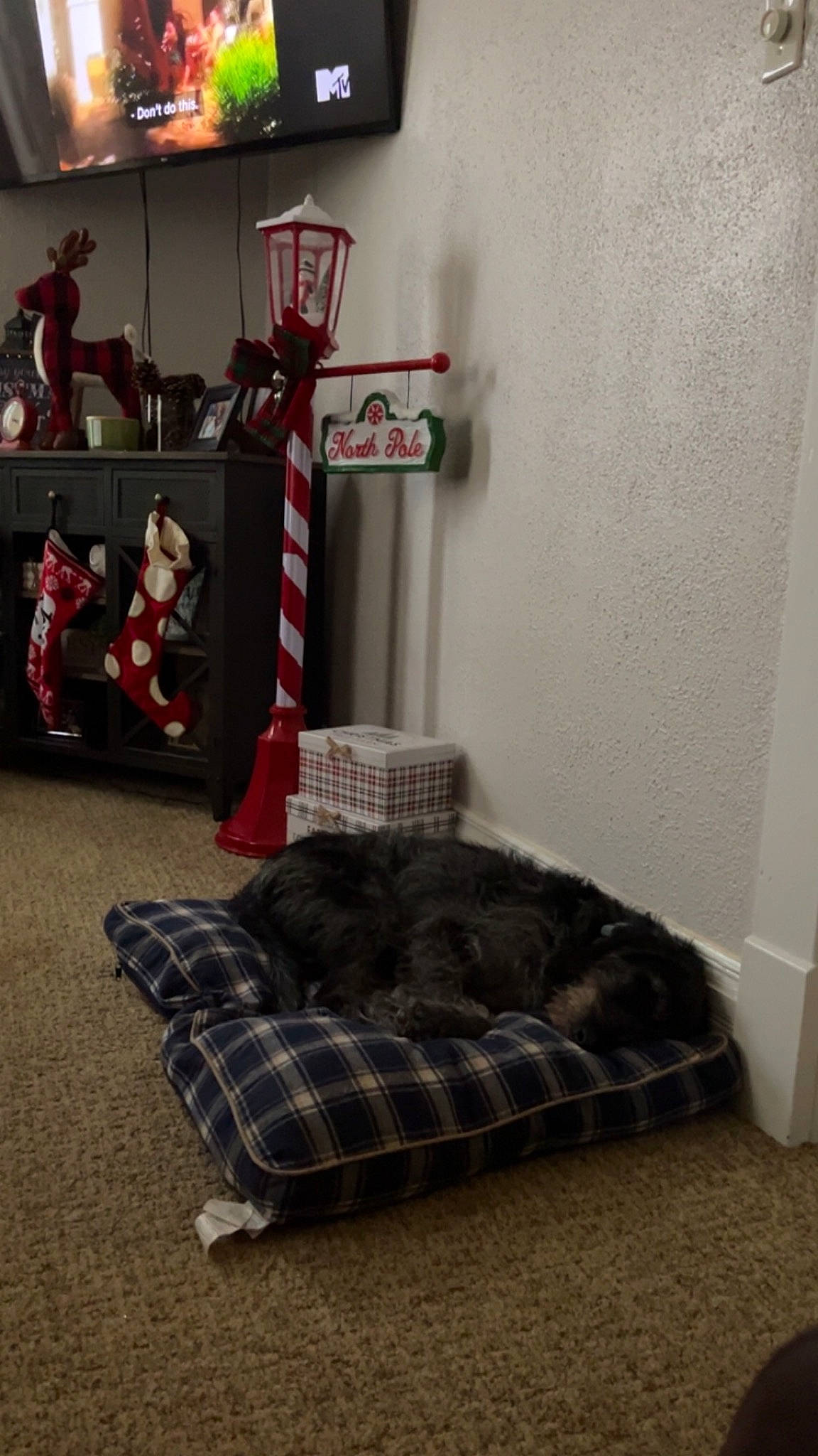 Rip is registered to the contest to win money with this photo: basketball_hoop, carmine, comfort, door, event, floor, flooring, grey, hardwood, home, house, linens, living_room, pattern, plant, room, studio_couch, textile, tree, wood