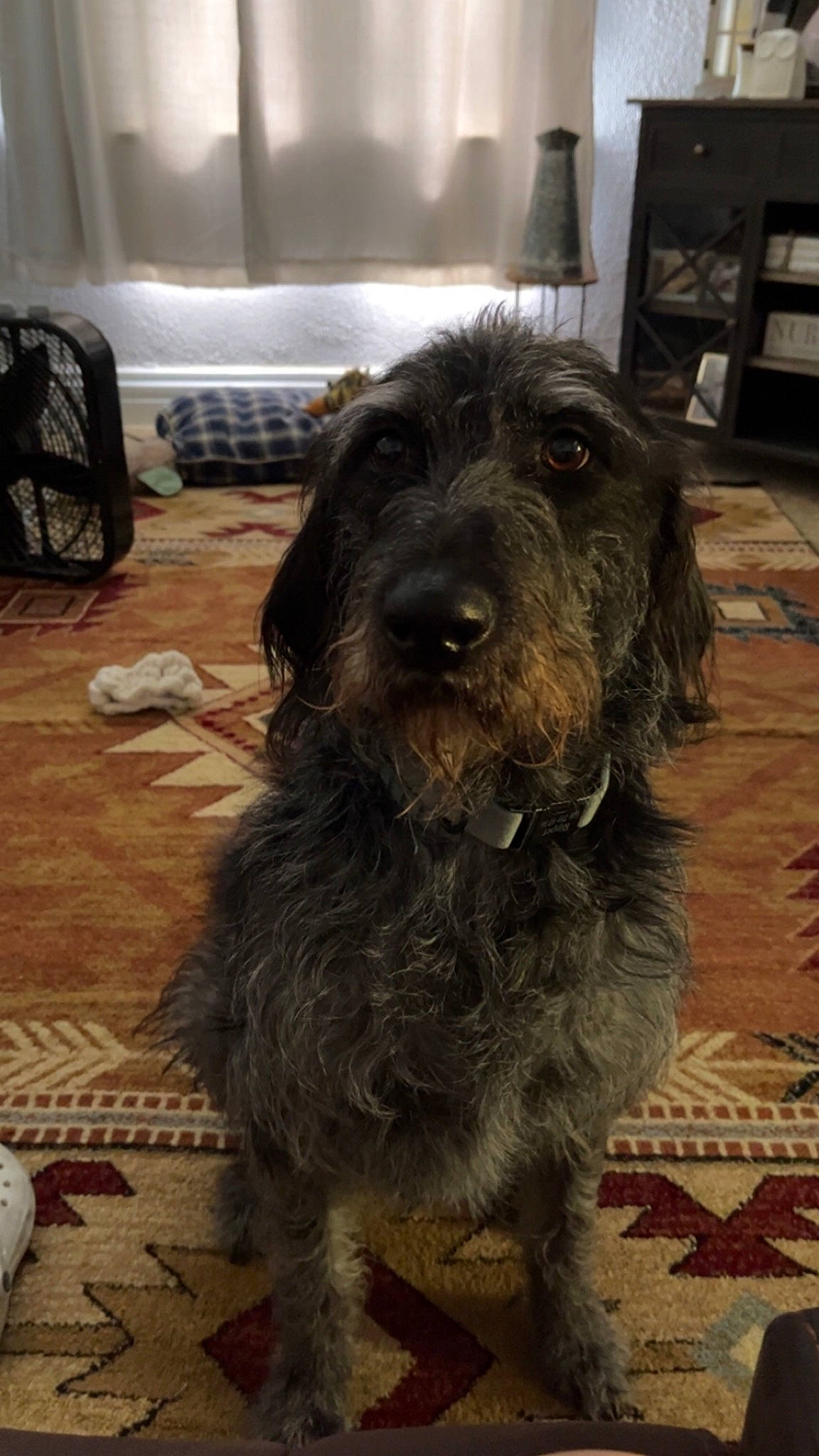 Rip joined the competition — help win amazing prizes! canidae, carnivore, companion_dog, dog, dog_breed, flooring, fur, liver, metal, pudelpointer, snout, spaniel, sporting_group, stichelhaar, terrestrial_animal, terrier, wood, working_animal, working_dog