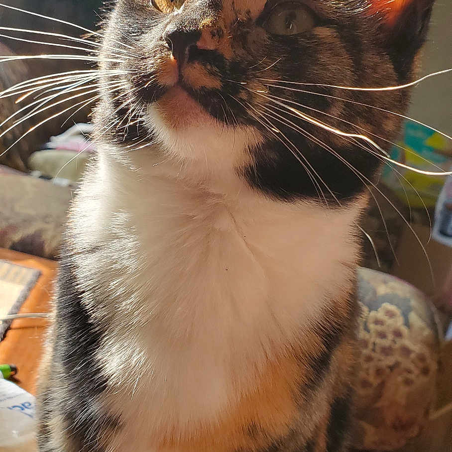 Nava joined the competition — help win amazing prizes! animal, black, calico, cat, close_up, curious, cute, ears, feline, fur, indoor, nose, orange, paws, pet, portrait, sunlight, tabby, whiskers, white