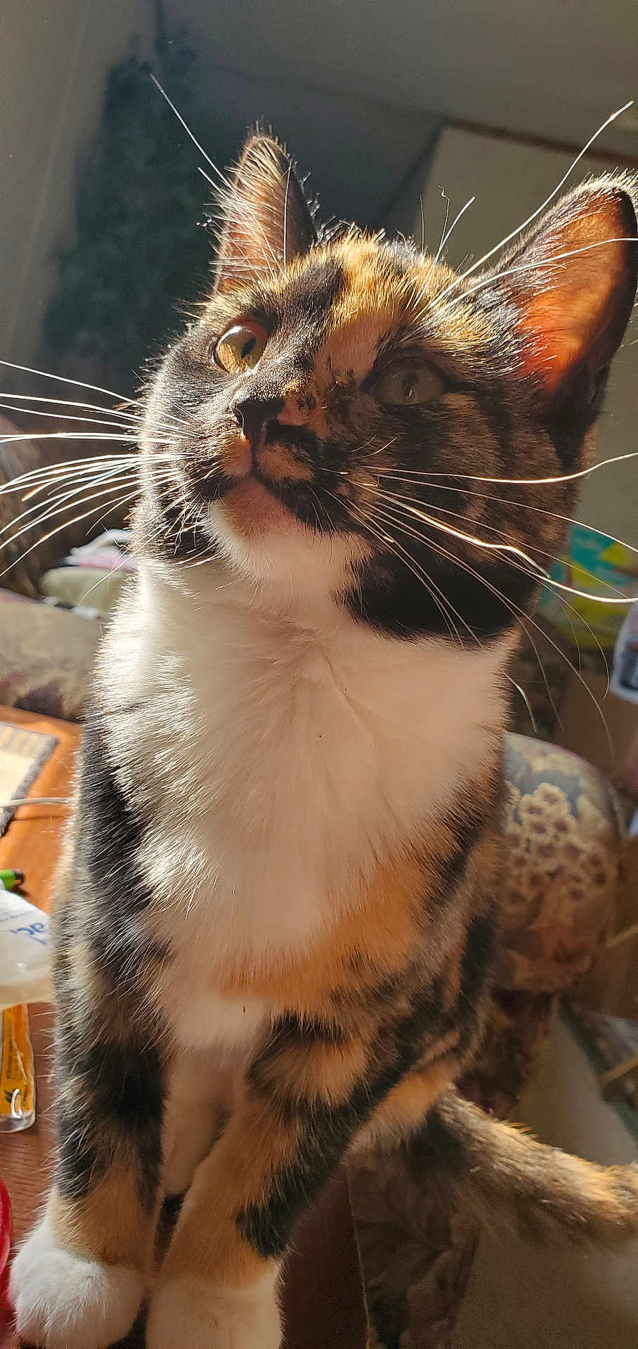 Nava joined the competition — help win amazing prizes! cat, calico, whiskers, close_up, sunlight, pet, animal, feline, curious, indoor, fur, portrait, orange, black, white, tabby, cute, paws, ears, nose