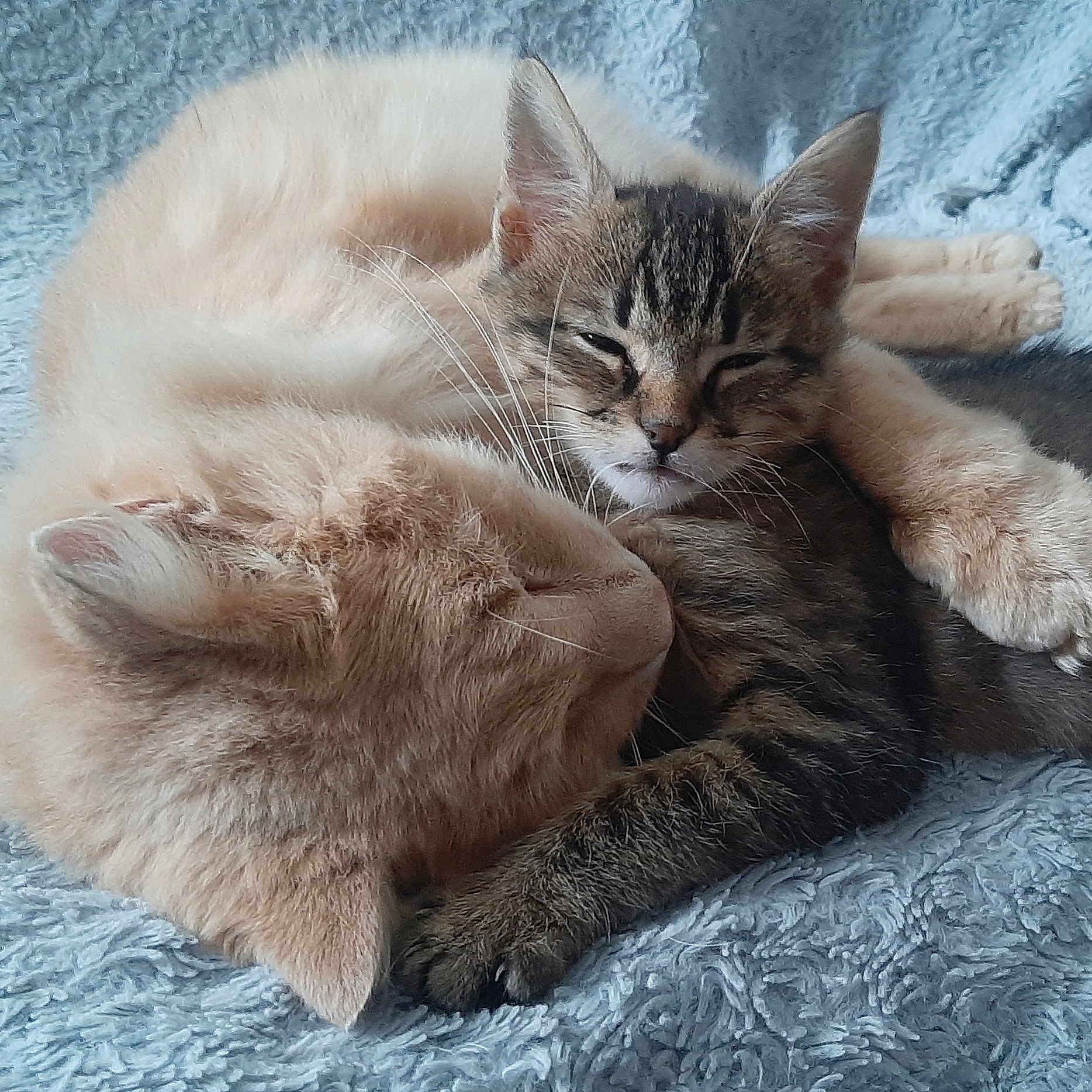 Pupuce Et Titus