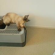 Capucine a rejoint le concours — aidez-le/la à gagner de superbes lots ! animal, blur, carpet, cat, corner, crate, domestic_animal, ear, feline, floor, household, indoor, motion_blur, paw, pet, plastic, relaxed, resting, siamese_cat, wall