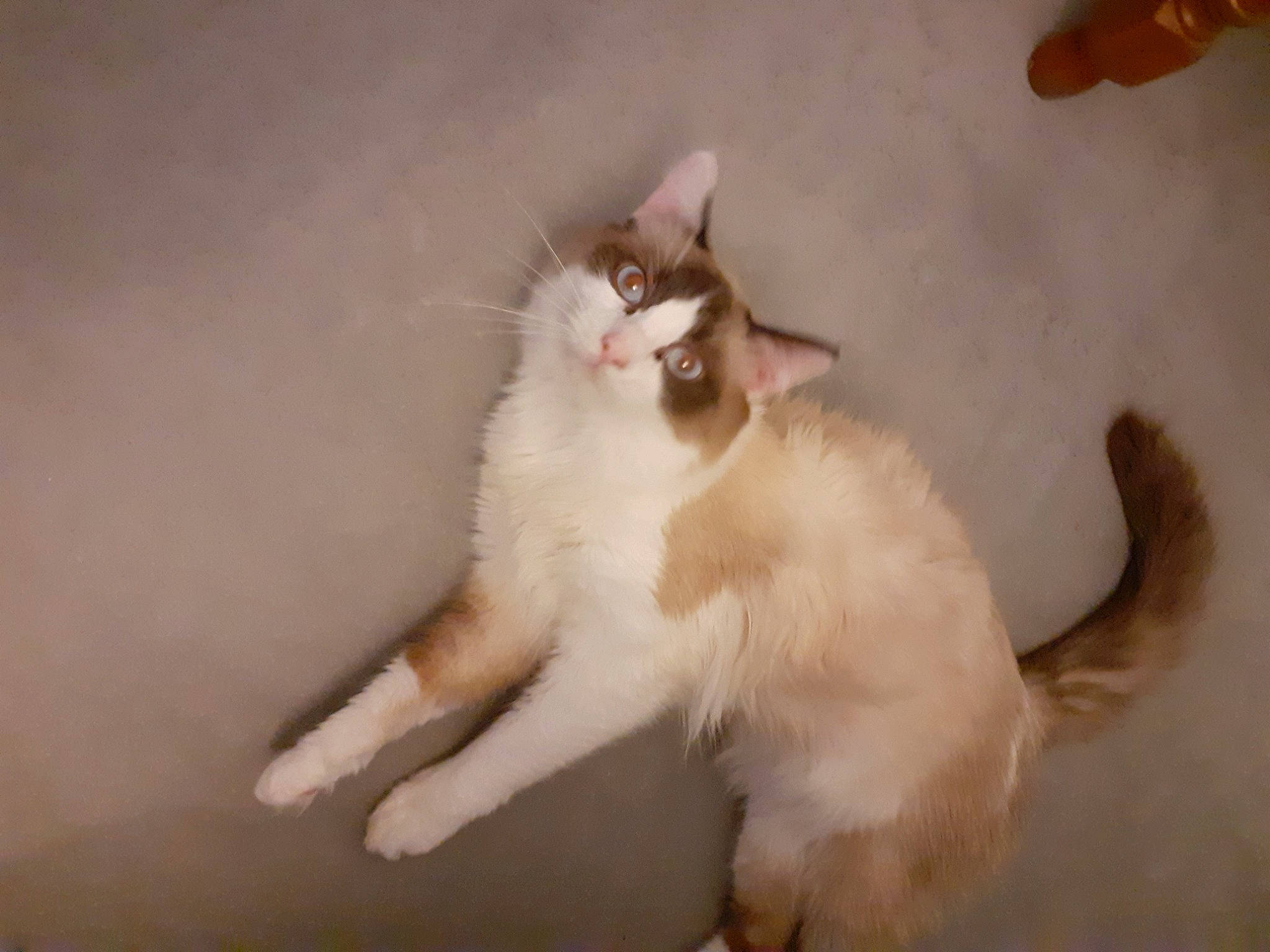 Isis a rejoint le concours — aidez-le/la à gagner de superbes lots ! carnivore, cat, claw, domestic_short_haired_cat, fang, felidae, foot, fur, paw, small_to_medium_sized_cats, tail, whiskers